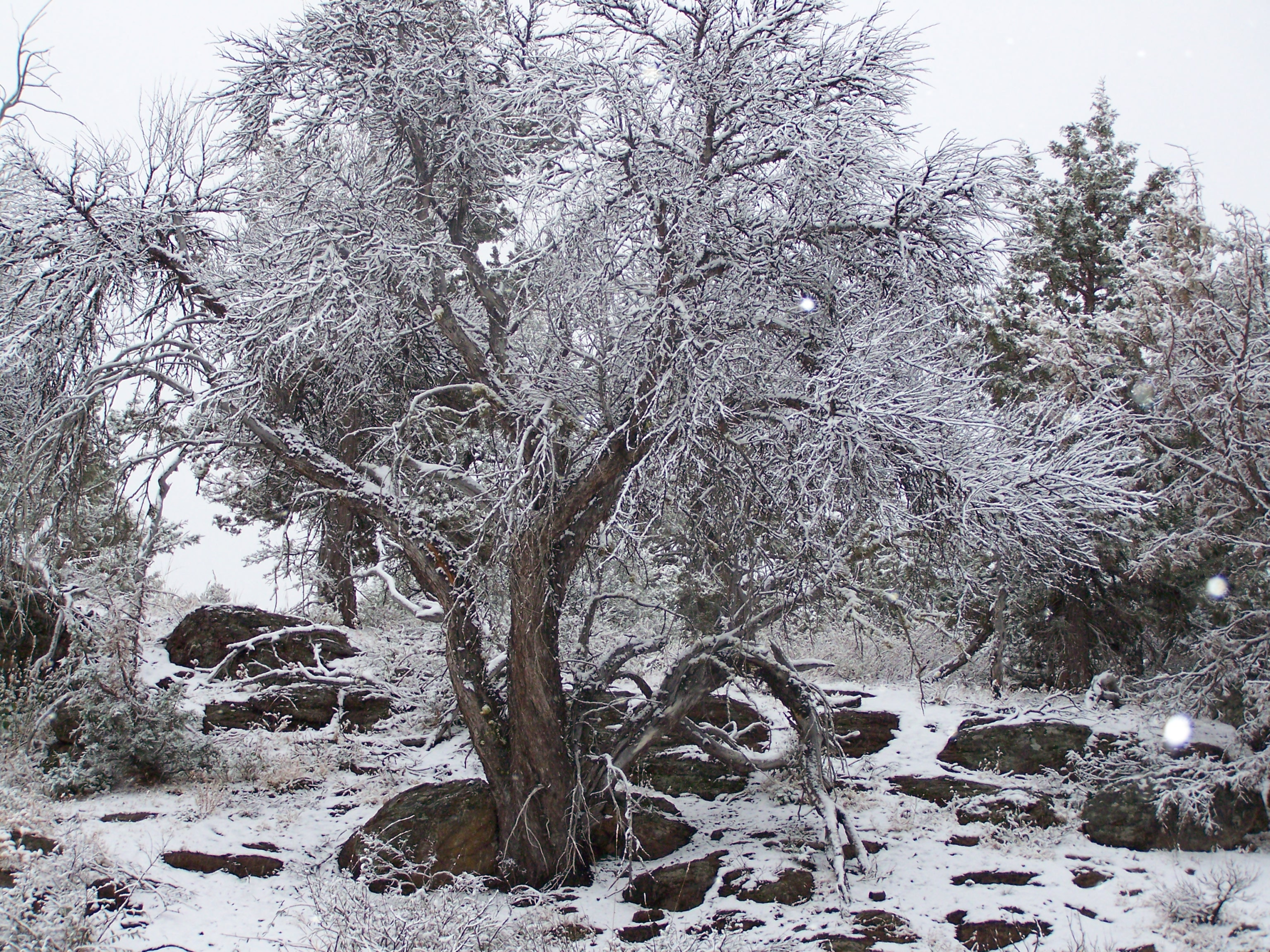 Home Decorative Wilderness Photo