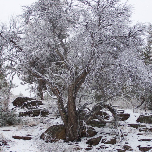 Home Decorative Wilderness Photo