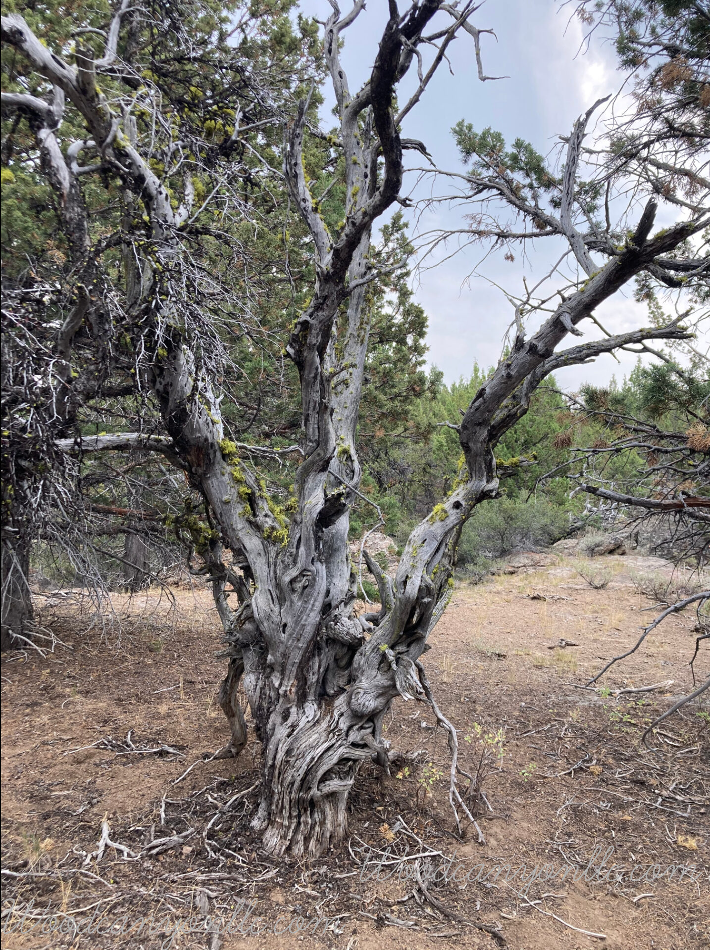 Home Decorative Wilderness Photo