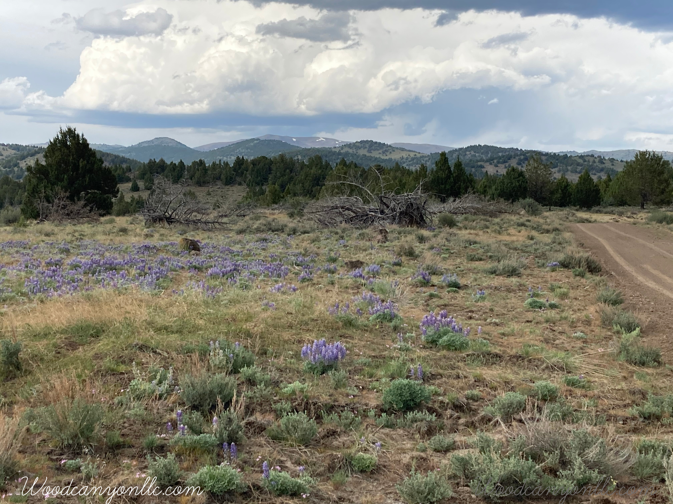 Home Decorative Wilderness photo
